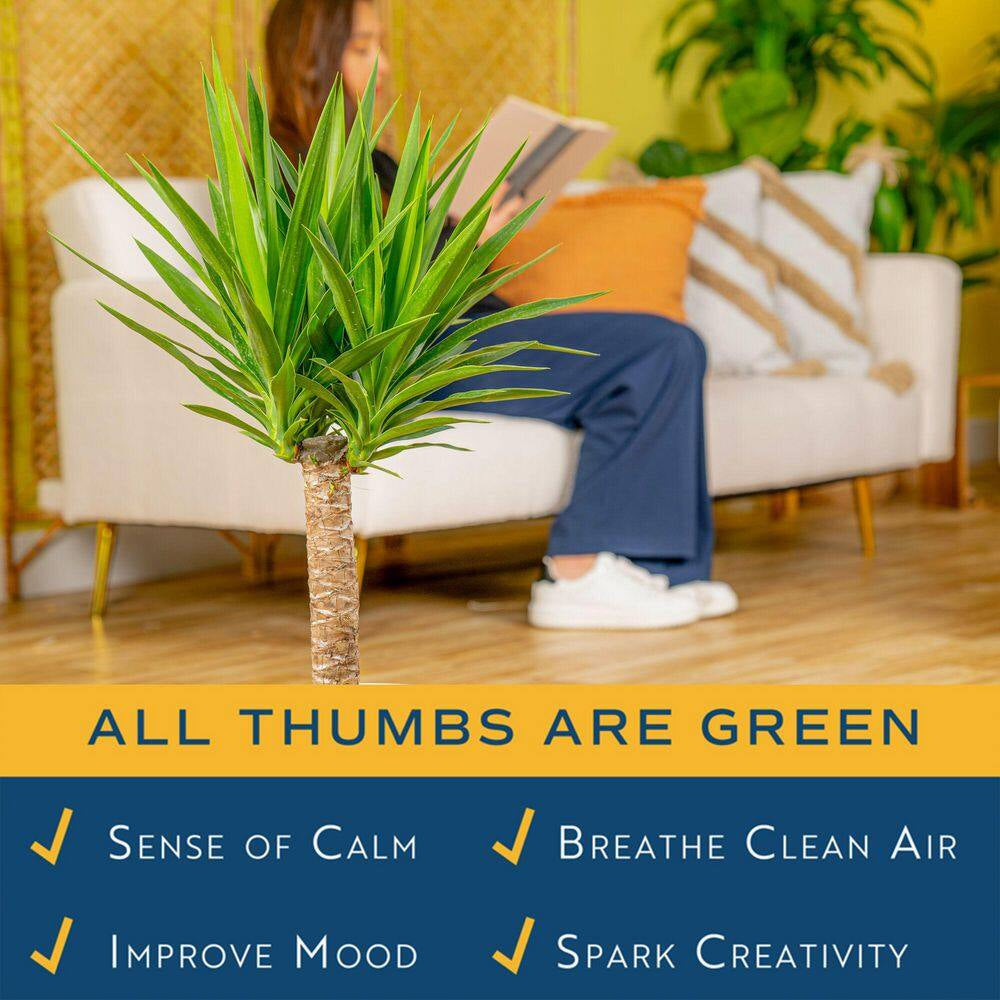 Yucca Cane Indoor Plant in 8.75 Grower Pot, Avg. Shipping Height 2-3 Ft. Tall