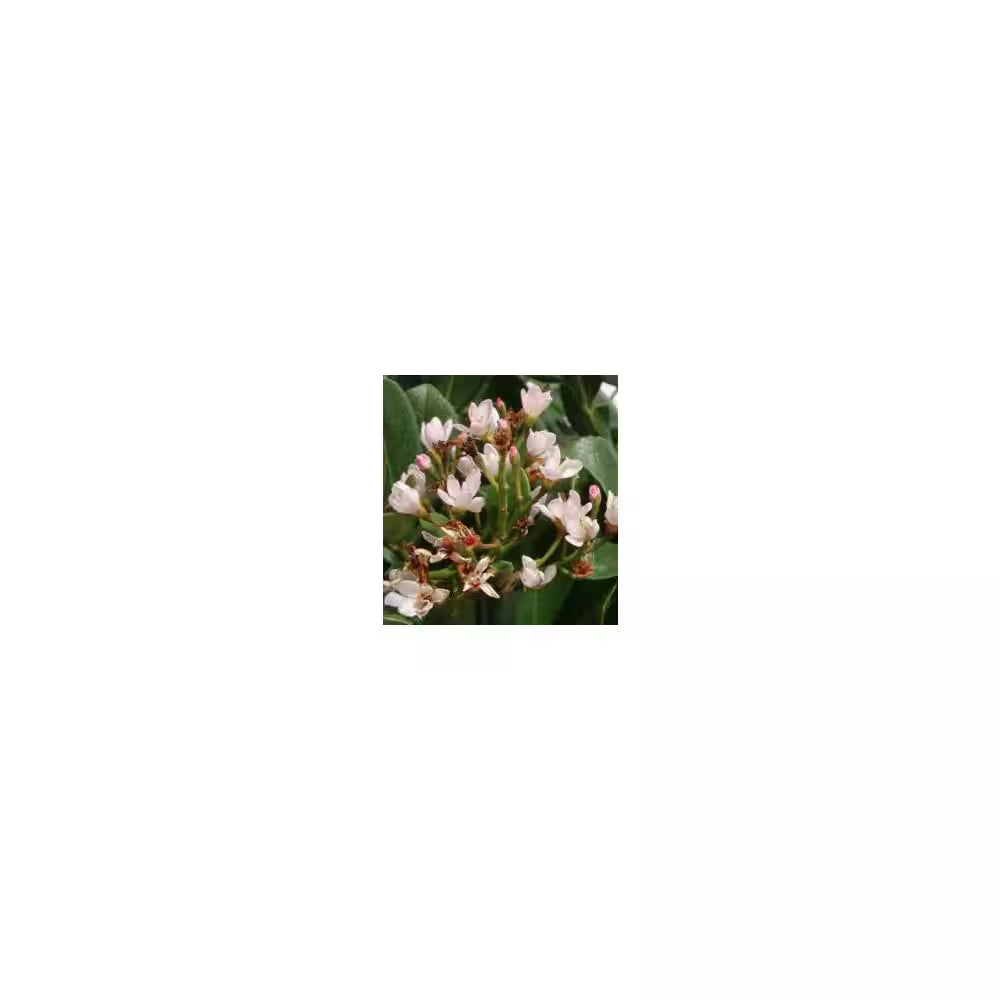 2.5 Gal. Eleanor Taber Indian Hawthorn, Live Evergreen Shrub, Pink Blooms