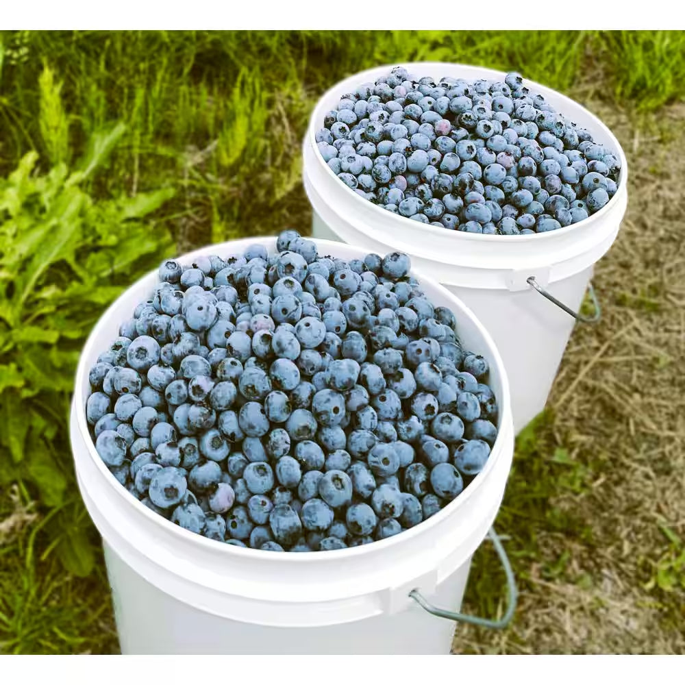 2.5 Qt. Toro Blueberry Live Plant with Large, Sweet Berries