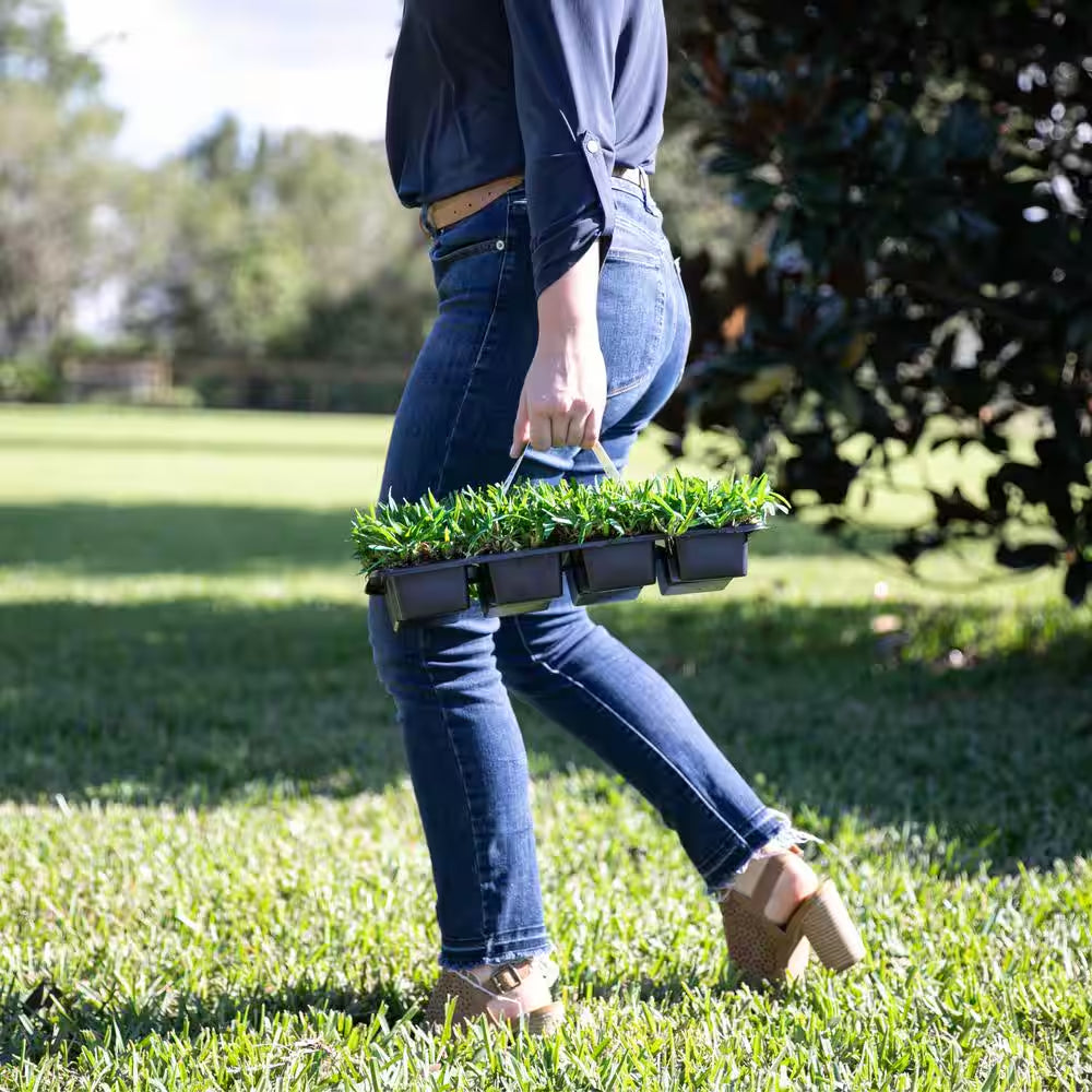 St Augustine Seville Grass Plugs (32-Count) Natural, Affordable Lawn Improvement