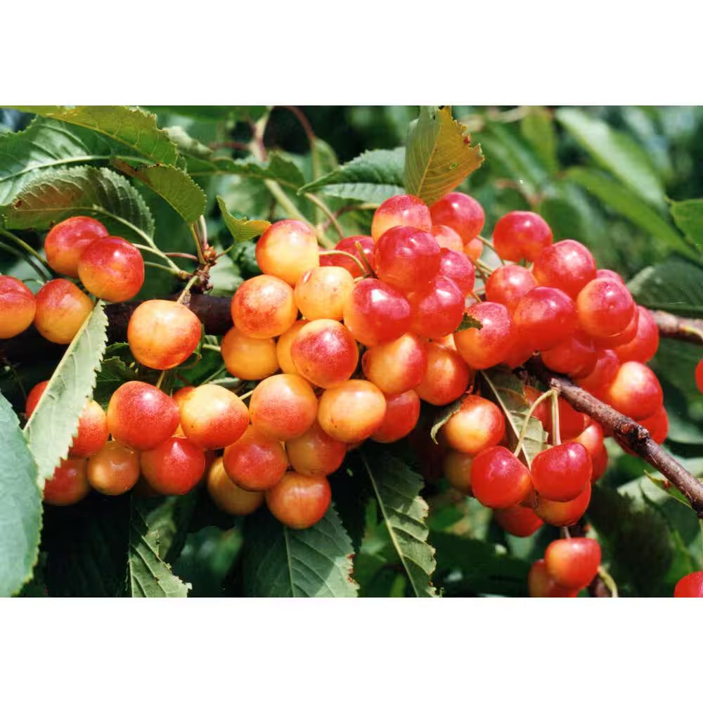 3 Ft. Rainier Cherry Tree with Blonde-Yellow Sweet Fruit