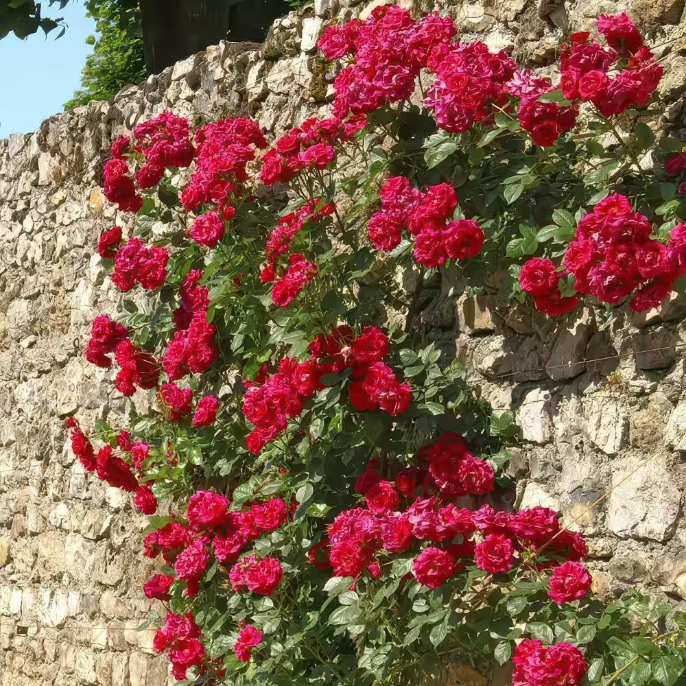Bare Root Rose Climbing Blaze with Red Flowers (2-Pack)