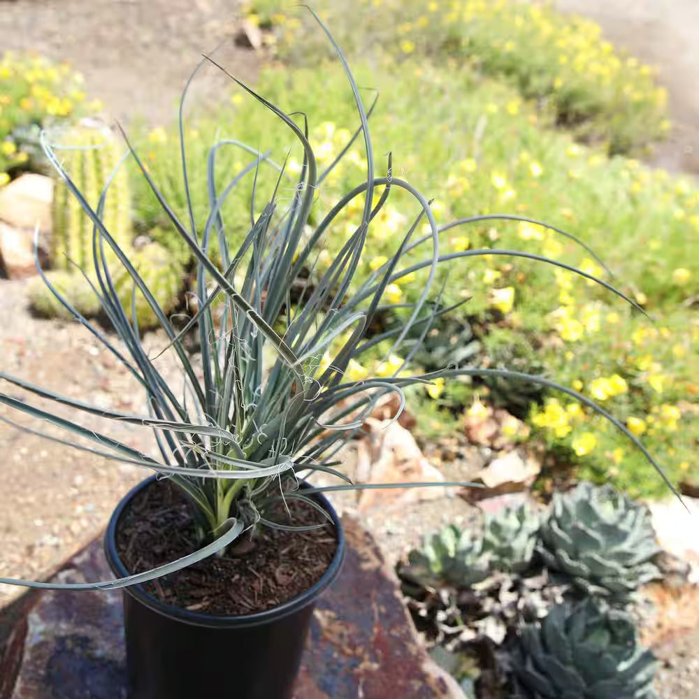 Red Yucca Live Succulent Shrub (Hesperaloe Parviflora), Drought Tolerant Landscape Plant, 1 Gal. Grower Pot, Easy Care