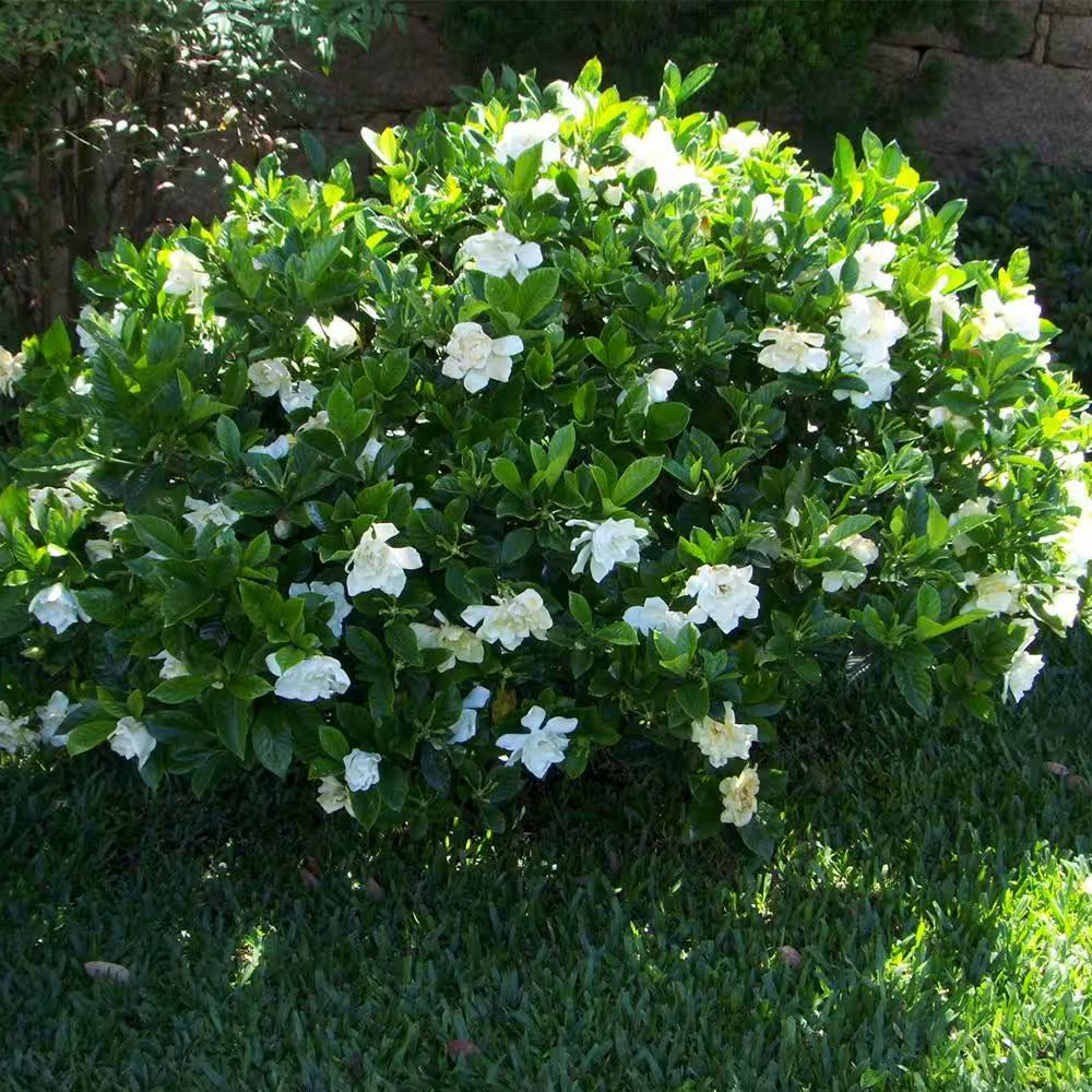 Frostproof Gardenia Plant in 1 Gal. Grower'S Pot, Fragrant White Flowers