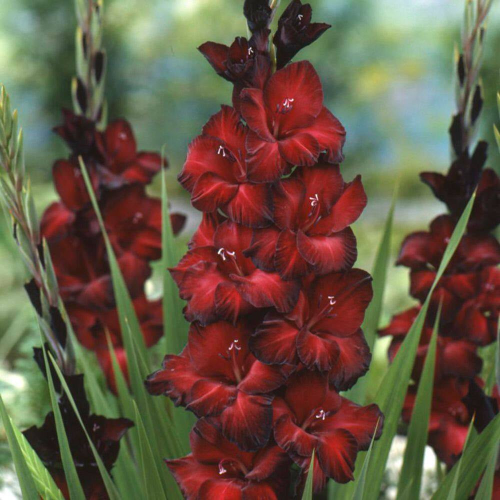 Gladiolus Large Flowering Black Beauty Bulbs (Set of 12)