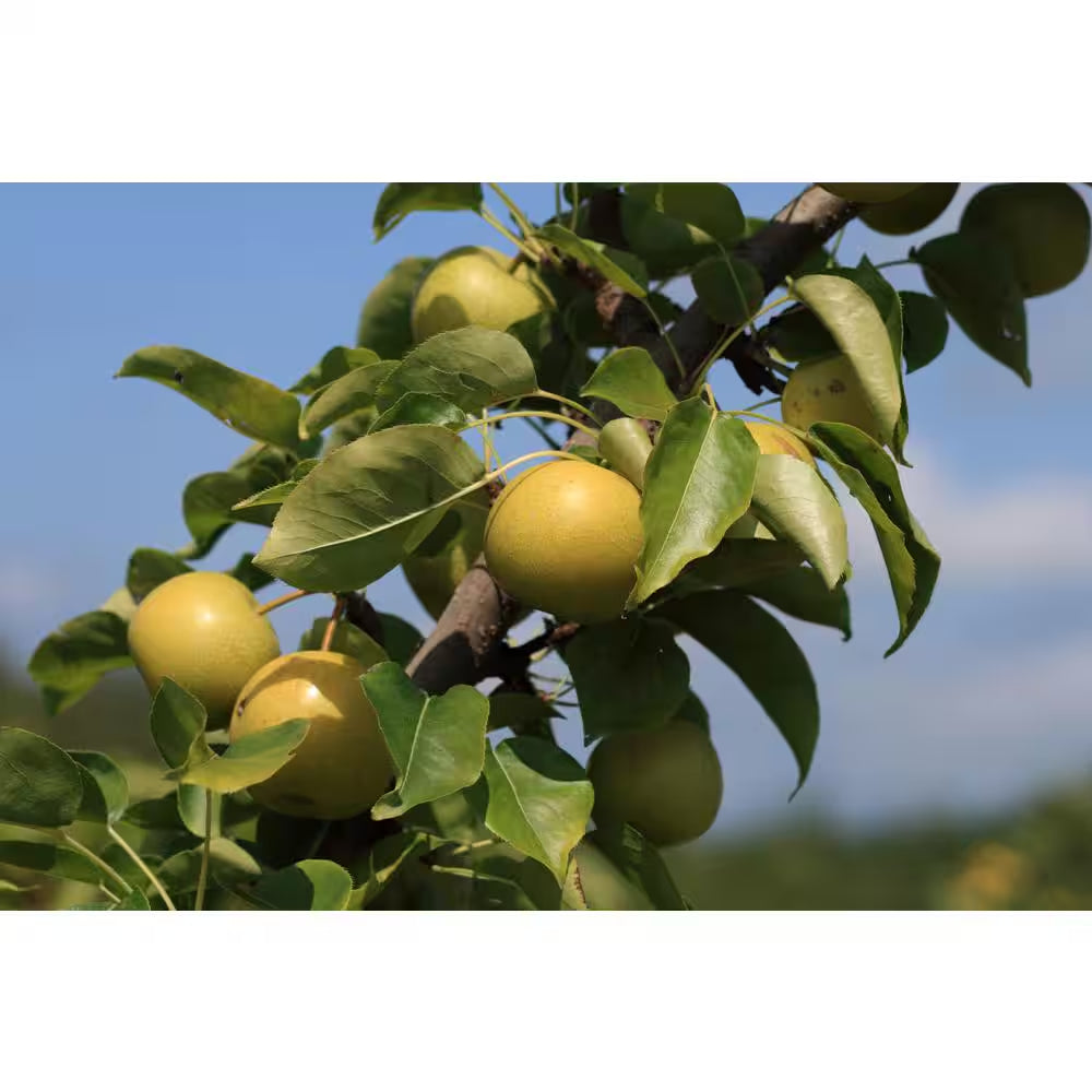 Dwarf Nijisseiki Asian Pear Bare Root