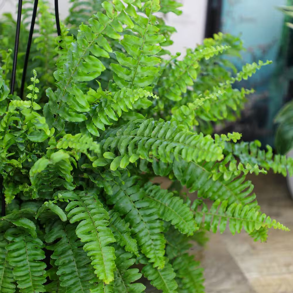 6 In. Boston Fern Plant in Hanging Basket (Nephrolepis Exaltata)