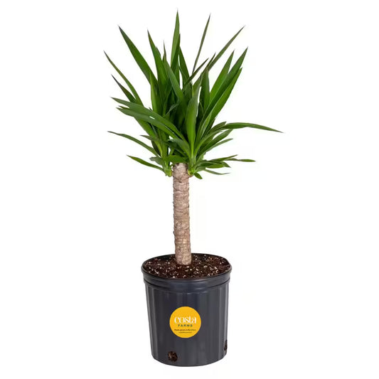 Yucca Cane Indoor Plant in 8.75 Grower Pot, Avg. Shipping Height 2-3 Ft. Tall