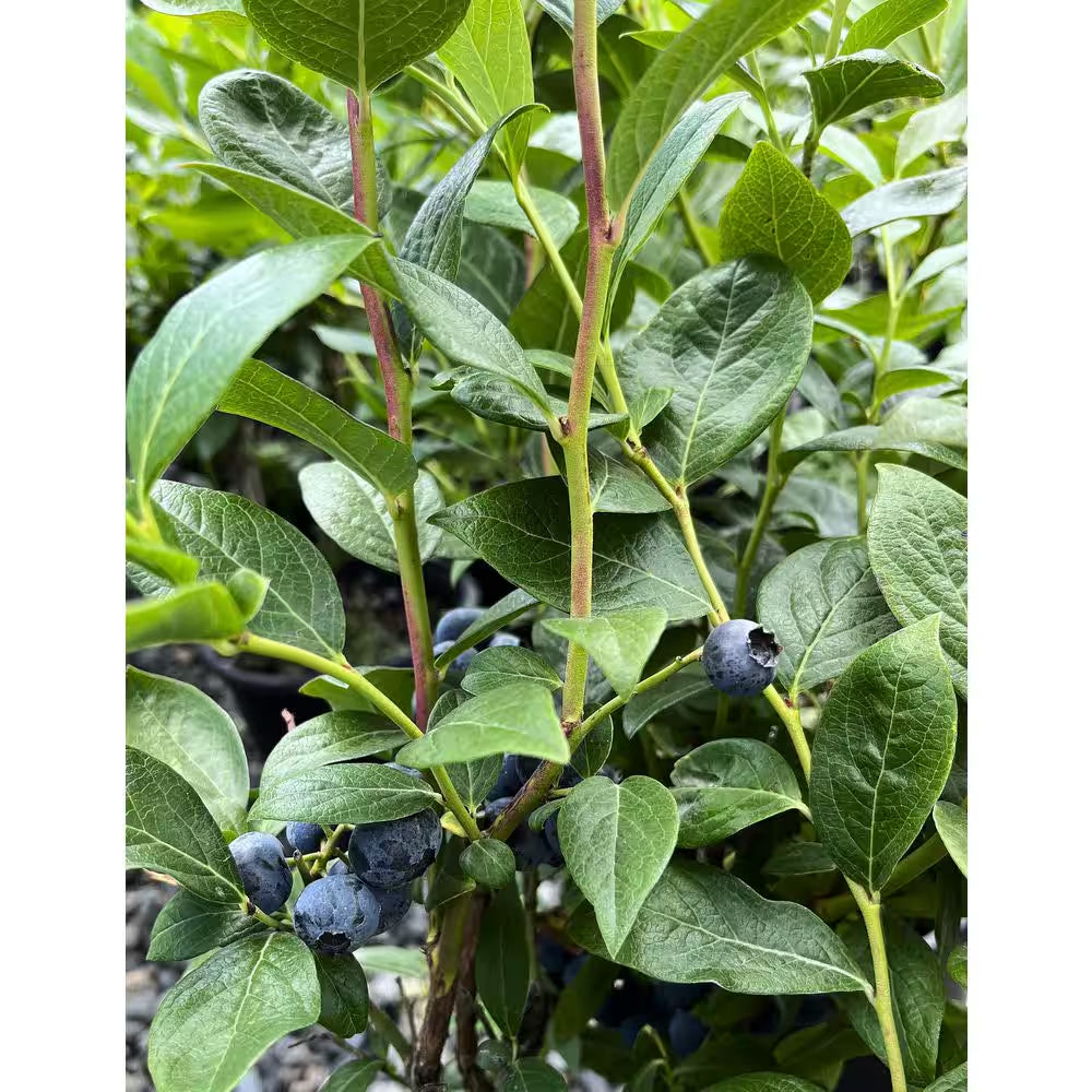 2.5 Qt. Duke Blueberry Live Plant with Large, Crisp Berries