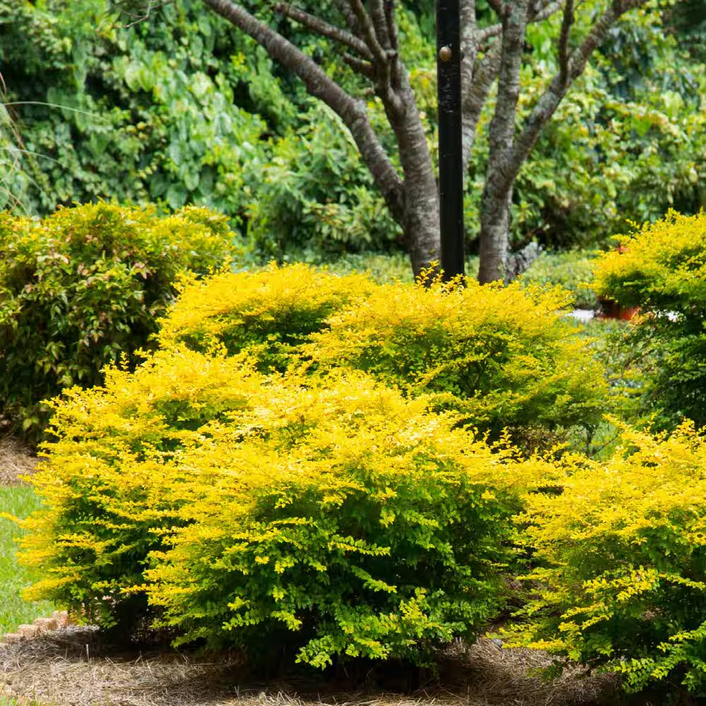 2.5 Qt. Sunshine Ligustrum, Evergreen Shrub, Bright Golden-Yellow Foliage