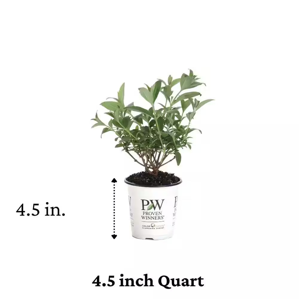 4.5 In. Qt. Miss Molly Butterfly Bush (Buddleia) Live Shrub, Deep Pink Flowers