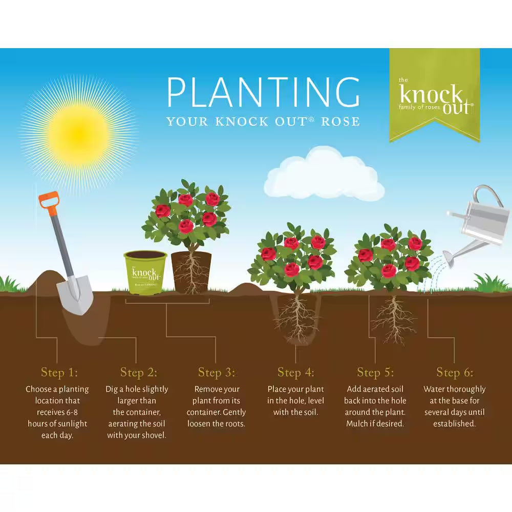 1 Gal. Red Double  Rose Bush with Red Flowers