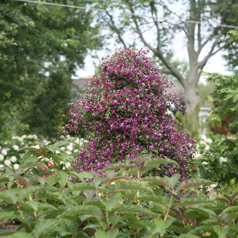 4.5 In. Qt. Sweet Summer Love (Clematis) Live Shrub, Red-Purple Flowers