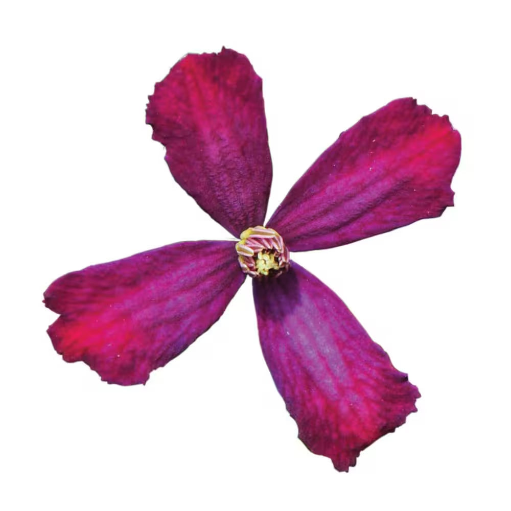 4.5 In. Qt. Sweet Summer Love (Clematis) Live Shrub, Red-Purple Flowers
