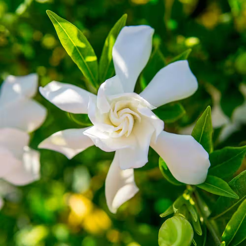 Frostproof Gardenia Plant in 1 Gal. Grower'S Pot, Fragrant White Flowers