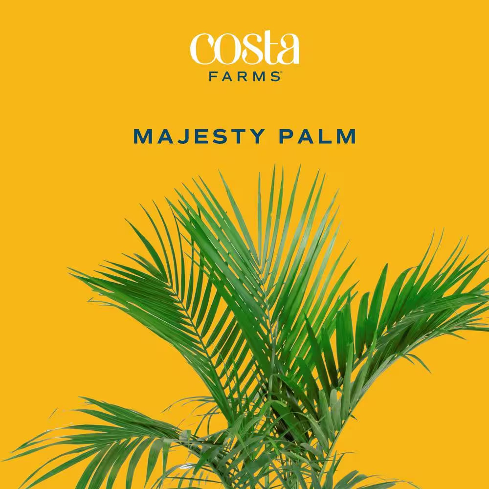 Majesty Indoor Palm in 8.75 In. Grower Pot, Avg. Shipping Height 3-4 Ft. Tall