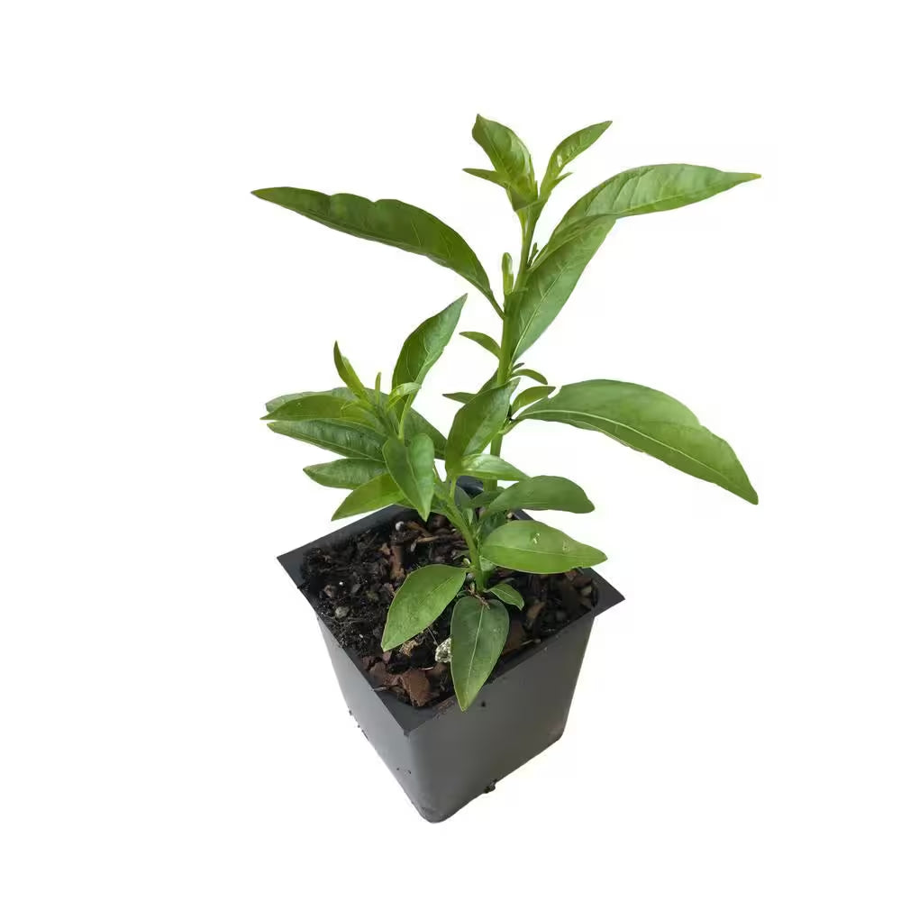 Night Blooming Jasmine 3 Total Plants in 3 Separate 4 In. Pot
