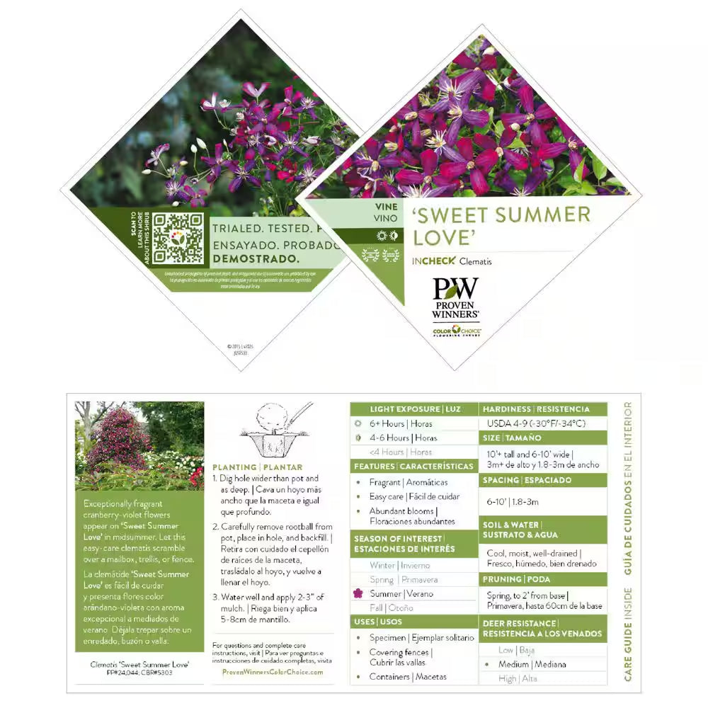 4.5 In. Qt. Sweet Summer Love (Clematis) Live Shrub, Red-Purple Flowers