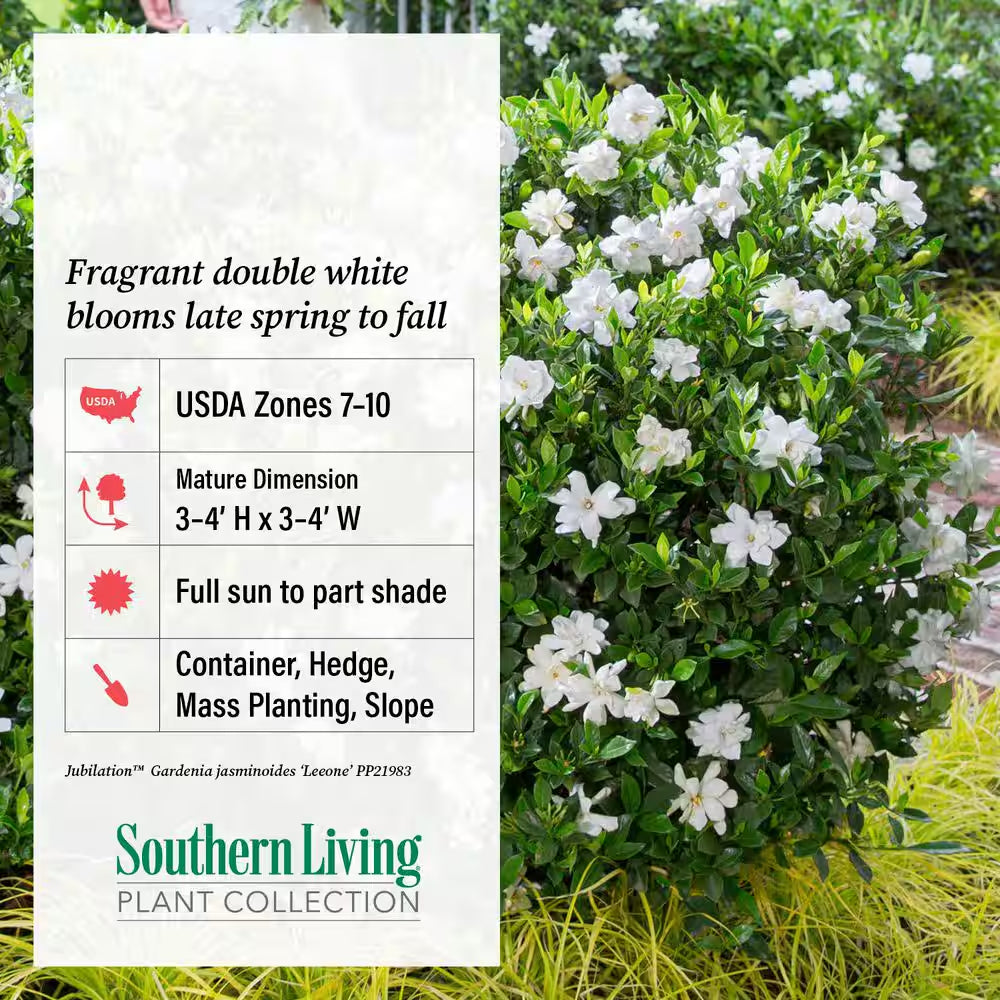 2.5 Qt. Jubilation Gardenia, Live Evergreen Shrub, White Fragrant Blooms