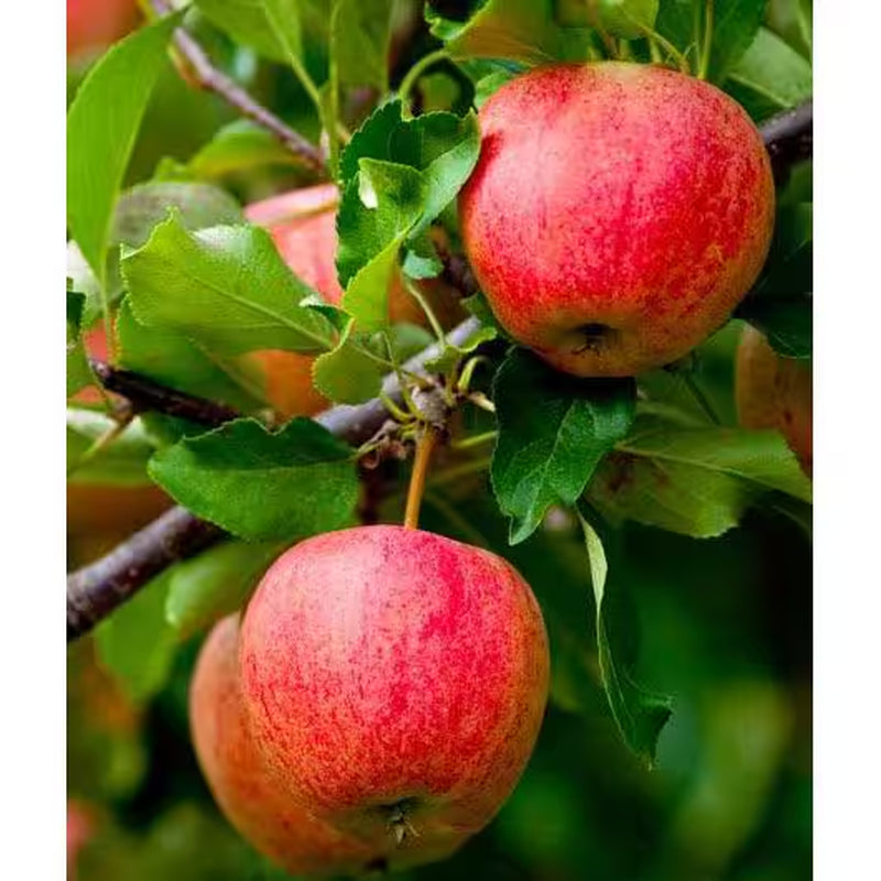 3 Ft. Honeycrisp Apple Tree with Large Delicioulsy Sweet Fruit Perfect for Eating Fresh