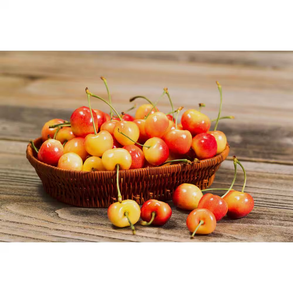 3 Ft. Rainier Cherry Tree with Blonde-Yellow Sweet Fruit