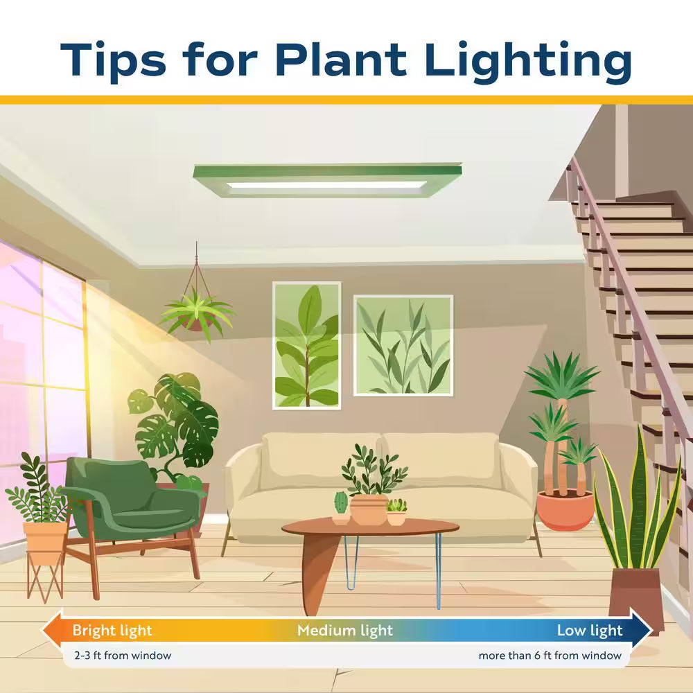 Yucca Cane Indoor Plant in 8.75 Grower Pot, Avg. Shipping Height 2-3 Ft. Tall