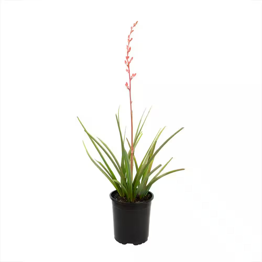 Red Yucca Live Succulent Shrub (Hesperaloe Parviflora), Drought Tolerant Landscape Plant, 1 Gal. Grower Pot, Easy Care