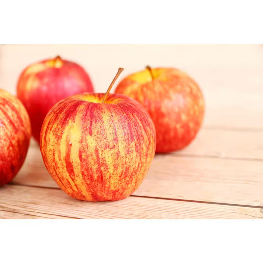 3 Ft. Honeycrisp Apple Tree with Large Delicioulsy Sweet Fruit Perfect for Eating Fresh