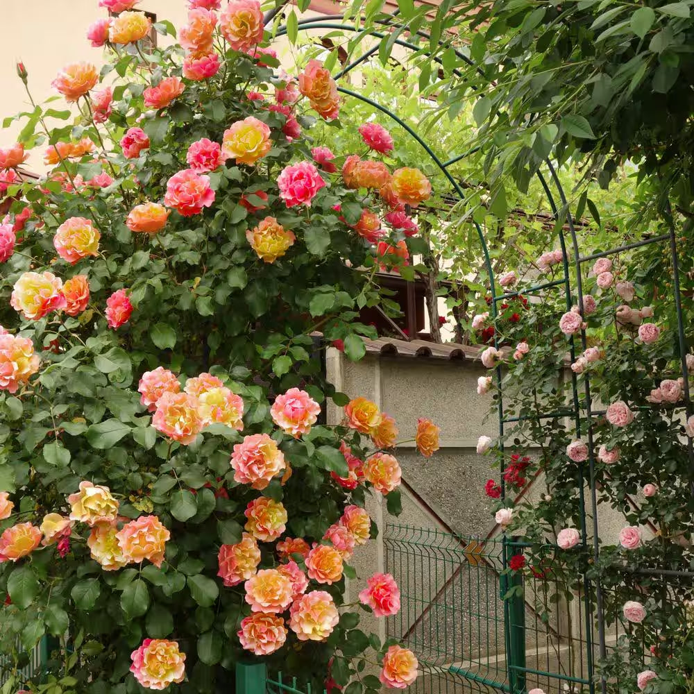 Bare Root Rose Climbing Joseph'S Coat with Orange Flowers (2-Pack)