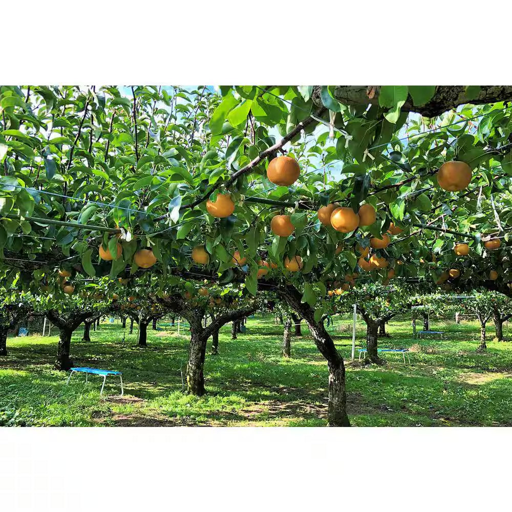 Korean Giant Asian Pear Tree with Massive Crisp and Sweet Fruit (3 Ft. and 2 Years Old)