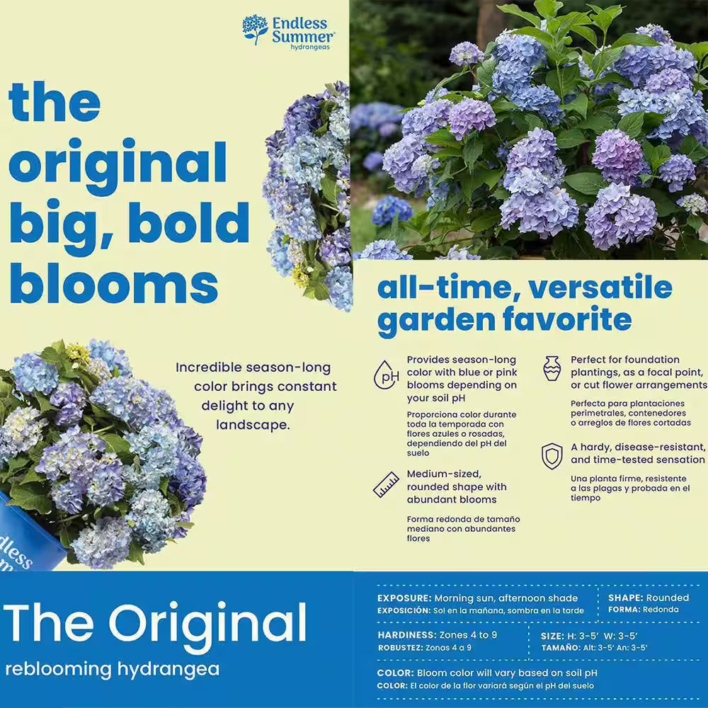 1 Gal. the Original Reblooming Hydrangea Flowering Shrub with Pink or Blue Flowers