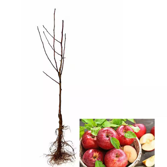 3 Ft. Honeycrisp Apple Tree with Large Delicioulsy Sweet Fruit Perfect for Eating Fresh