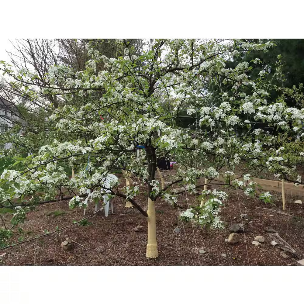 Korean Giant Asian Pear Tree with Massive Crisp and Sweet Fruit (3 Ft. and 2 Years Old)