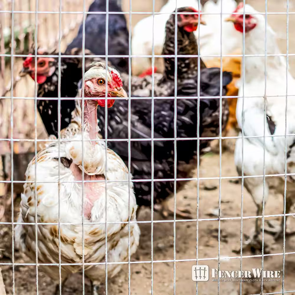 2 Ft. X 100 Ft. 14-Gauge Welded Wire Fence with Mesh 2 In. X 4 In.