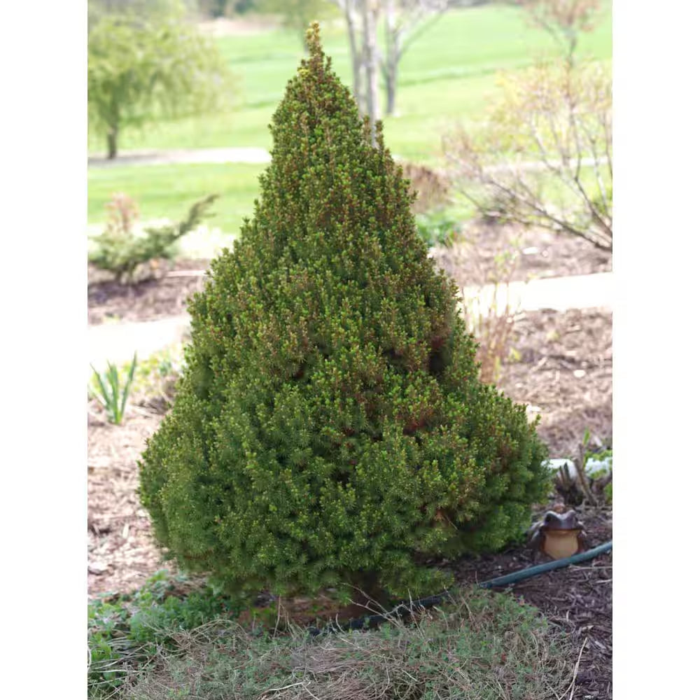 1 Gal. Dwarf Alberta Spruce Shrub Aromatic and Soft Evergreen Foliage, Almost No Maintenance Required
