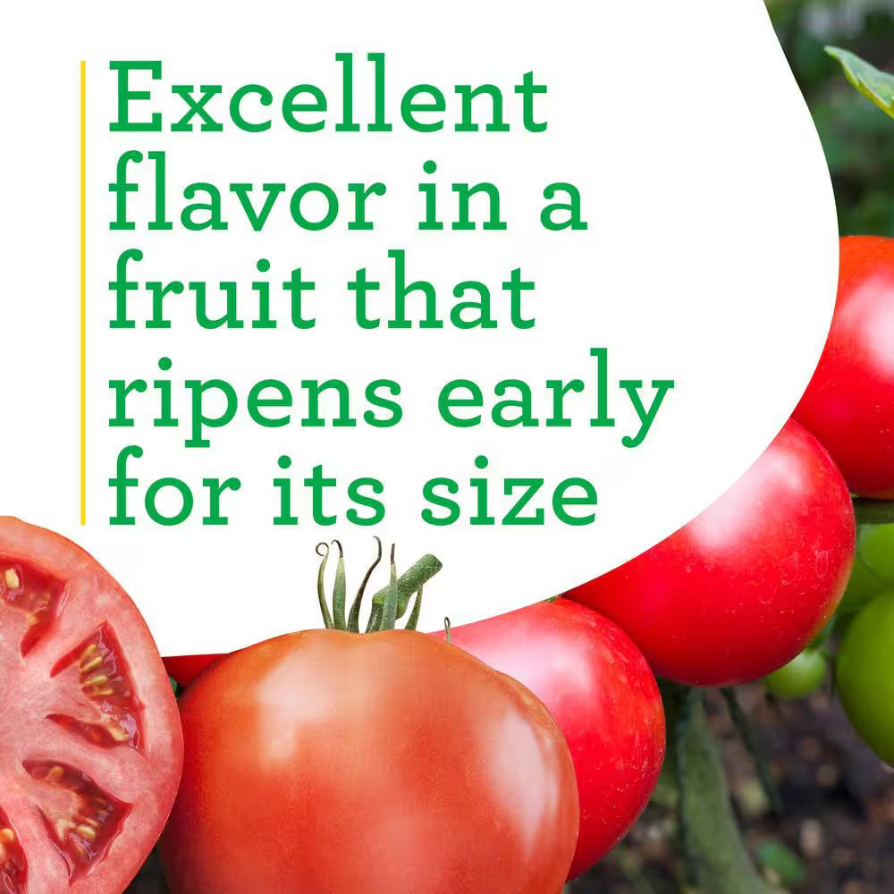 19 Oz. Big Beef Tomato Plant (2-Pack)