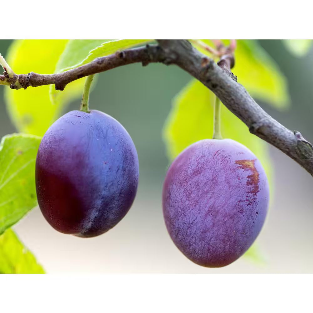 Dwarf Italian Plum Tree Bare Root