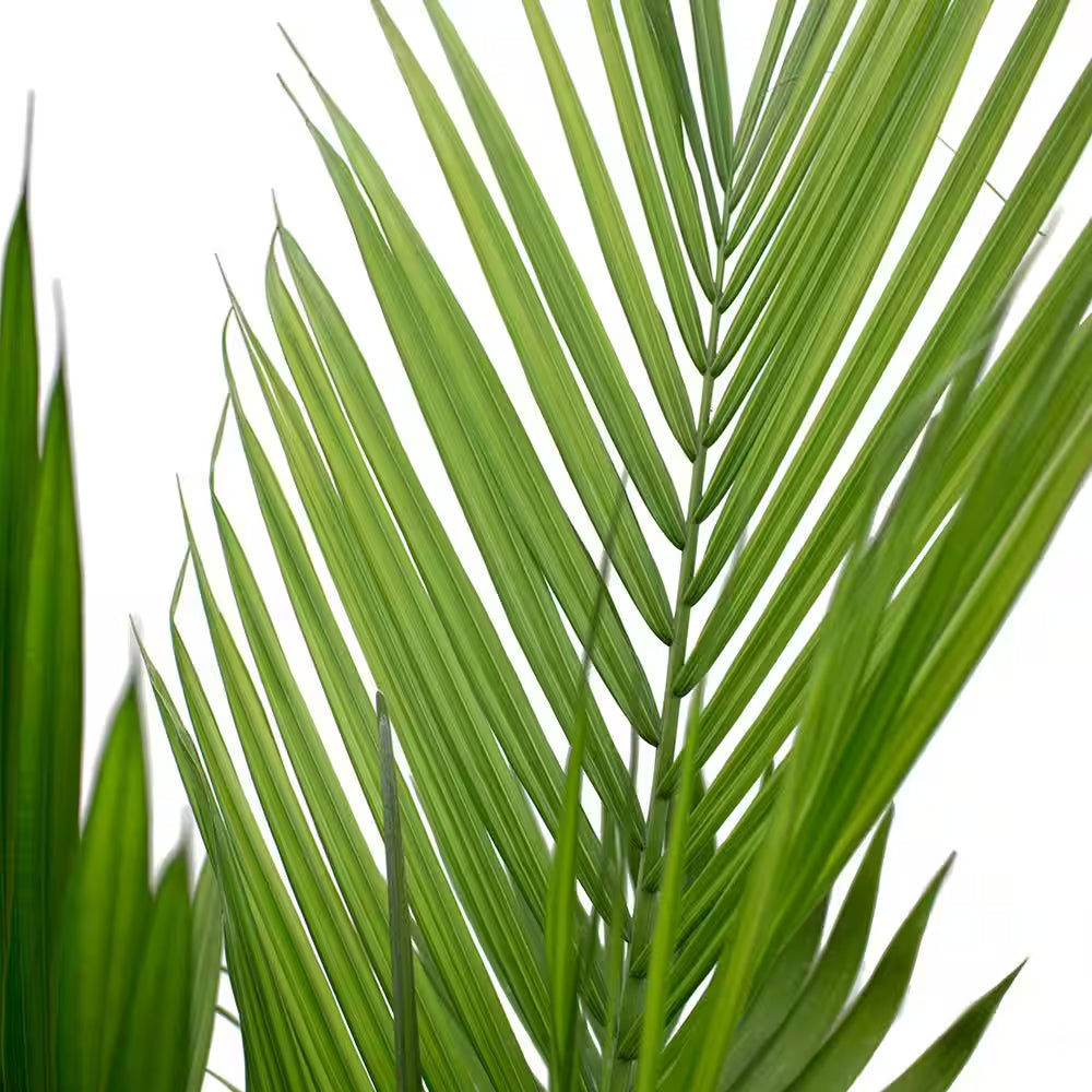 Majesty Indoor Palm in 8.75 In. Grower Pot, Avg. Shipping Height 3-4 Ft. Tall