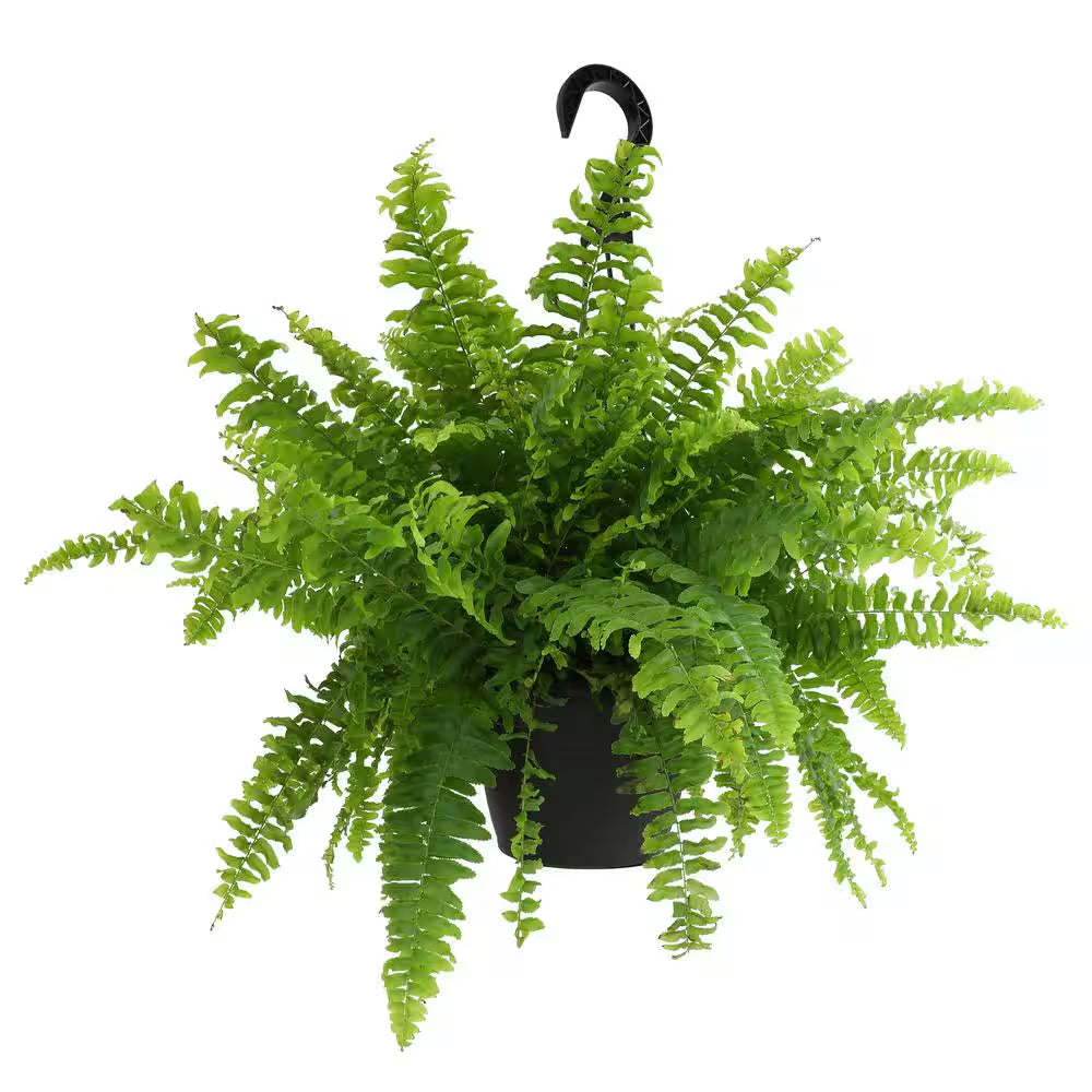 6 In. Boston Fern Plant in Hanging Basket (Nephrolepis Exaltata)