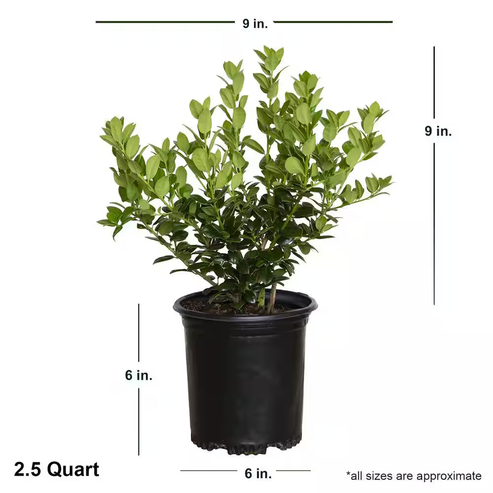2.5 Qt. Dwarf Burford Holly (Ilex), Live Evergreen Shrub, Glossy Foliage with a Single Spin