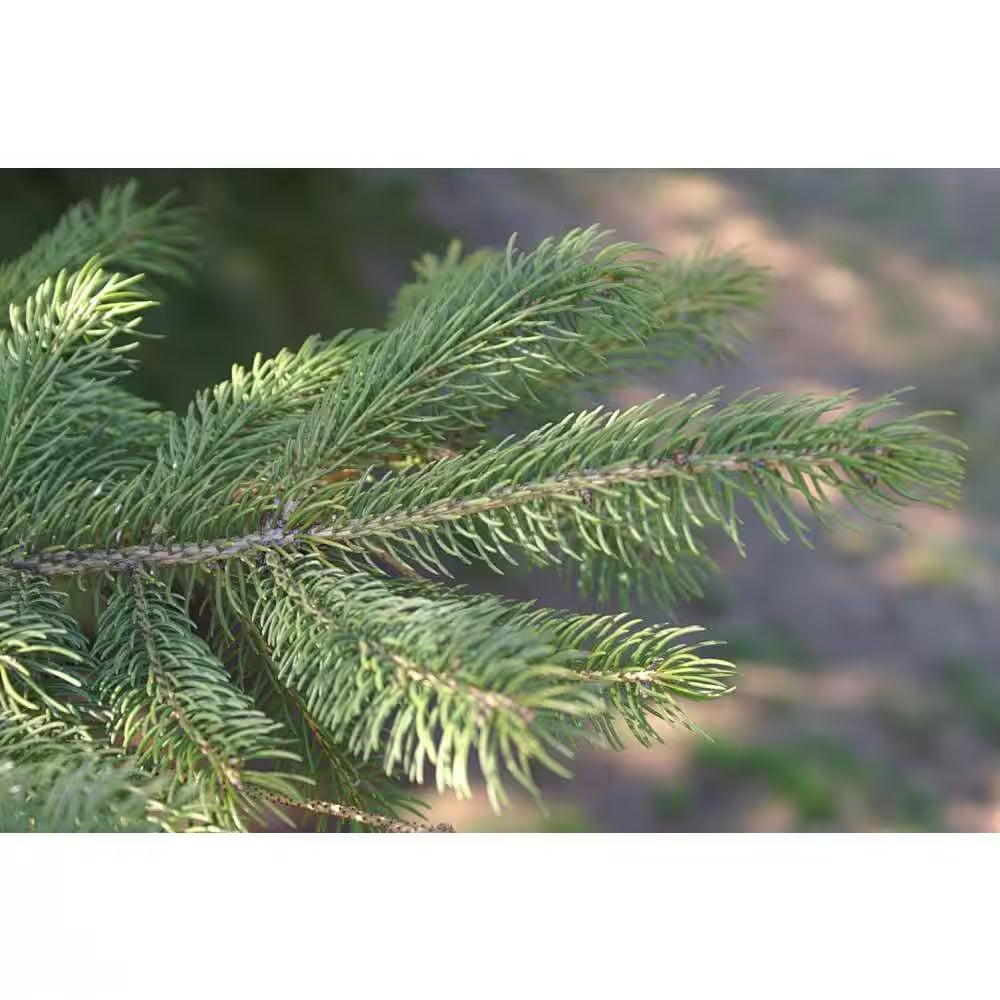 1 Gal. Dwarf Alberta Spruce Shrub Aromatic and Soft Evergreen Foliage, Almost No Maintenance Required