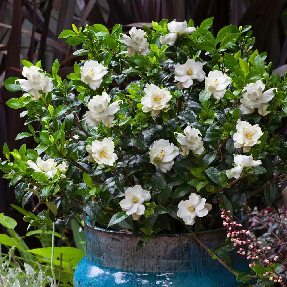 2.5 Qt. Jubilation Gardenia, Live Evergreen Shrub, White Fragrant Blooms