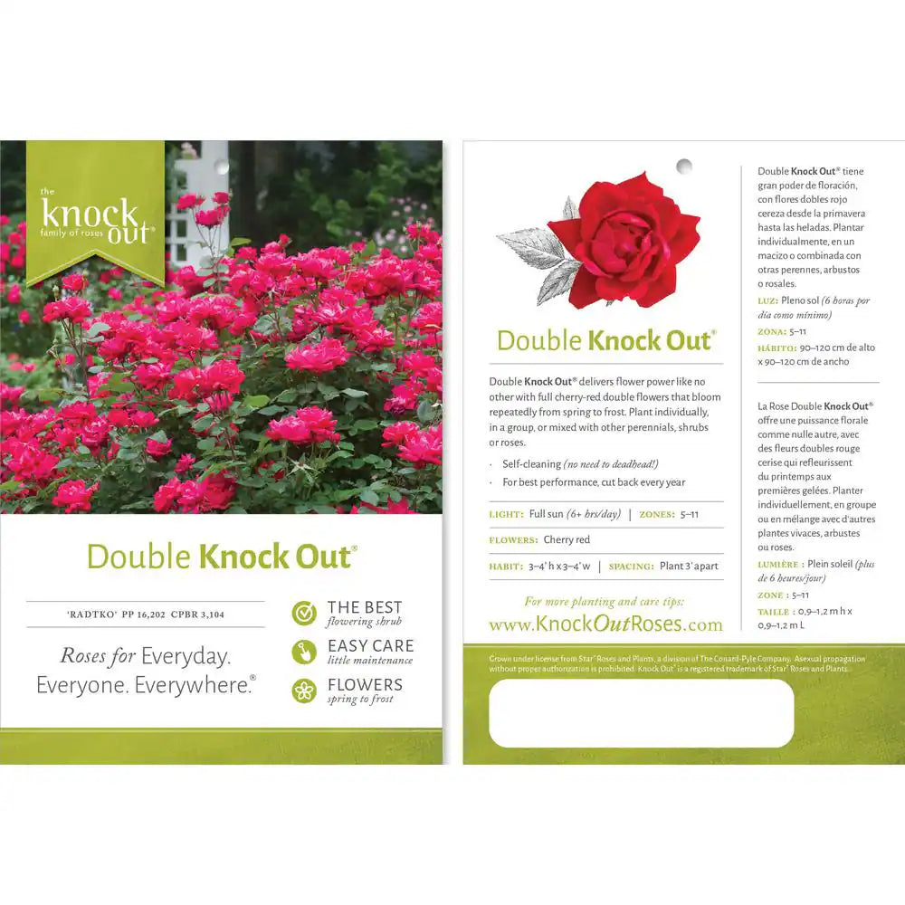 1 Gal. Red Double  Rose Bush with Red Flowers