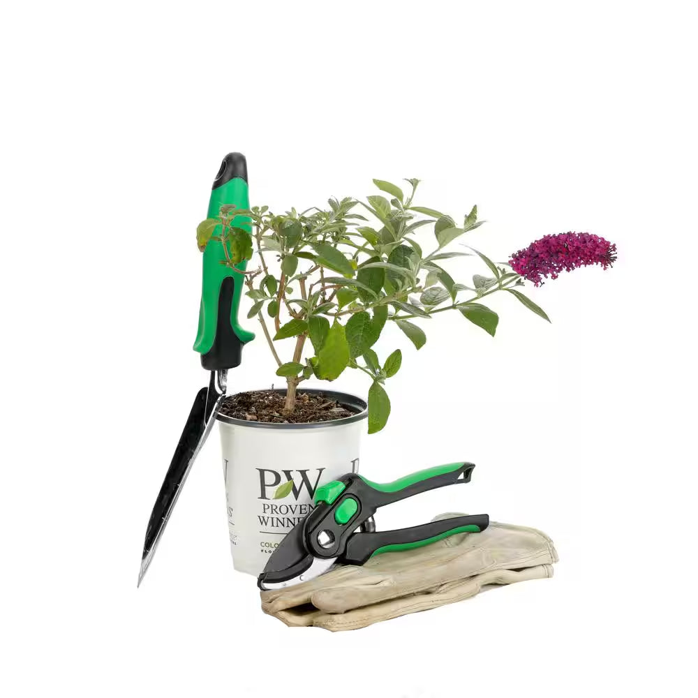 4.5 In. Qt. Miss Molly Butterfly Bush (Buddleia) Live Shrub, Deep Pink Flowers