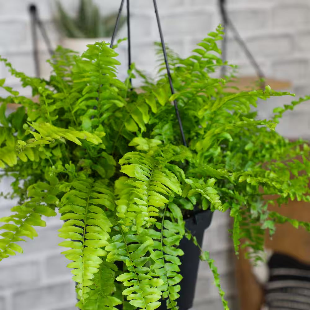 6 In. Boston Fern Plant in Hanging Basket (Nephrolepis Exaltata)