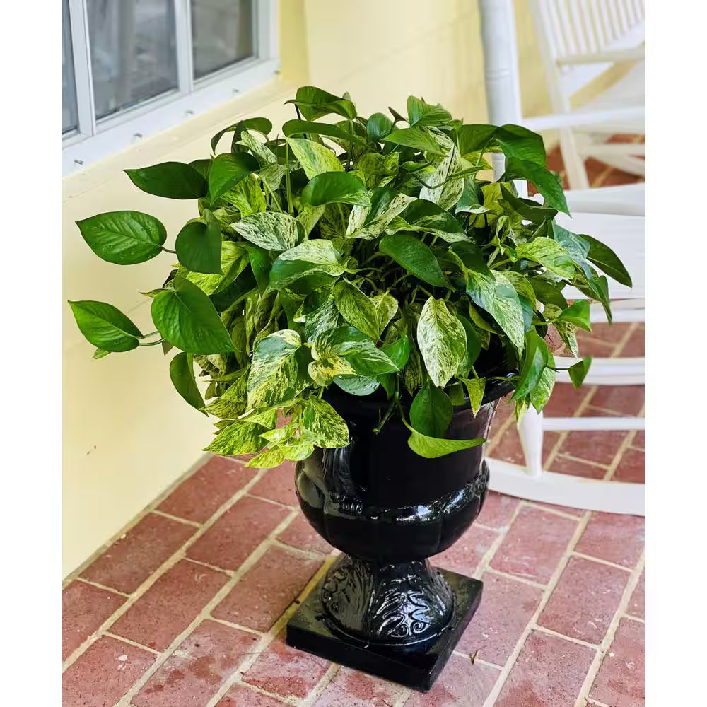 2 Gal. Golden Pothos Plant in 12 In. Hanging Basket