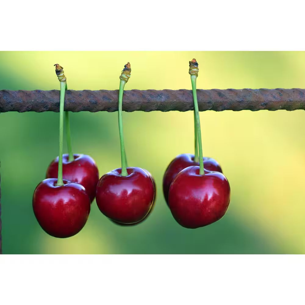 3 Ft. Lapins Cherry Semi Dwarf Tree with Abundant Self Pollinating Fruit