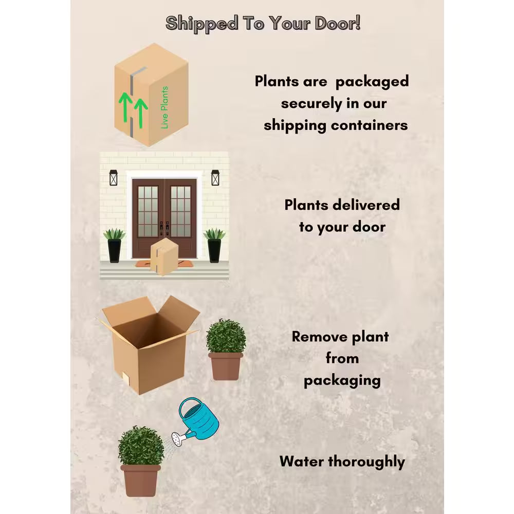 1 Gal. Red Double  Rose Bush with Red Flowers