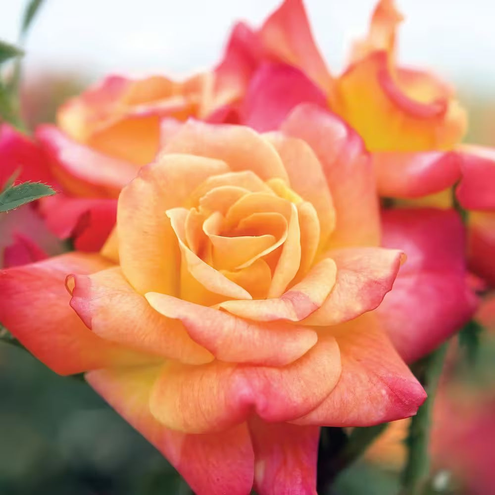 Bare Root Rose Climbing Joseph'S Coat with Orange Flowers (2-Pack)