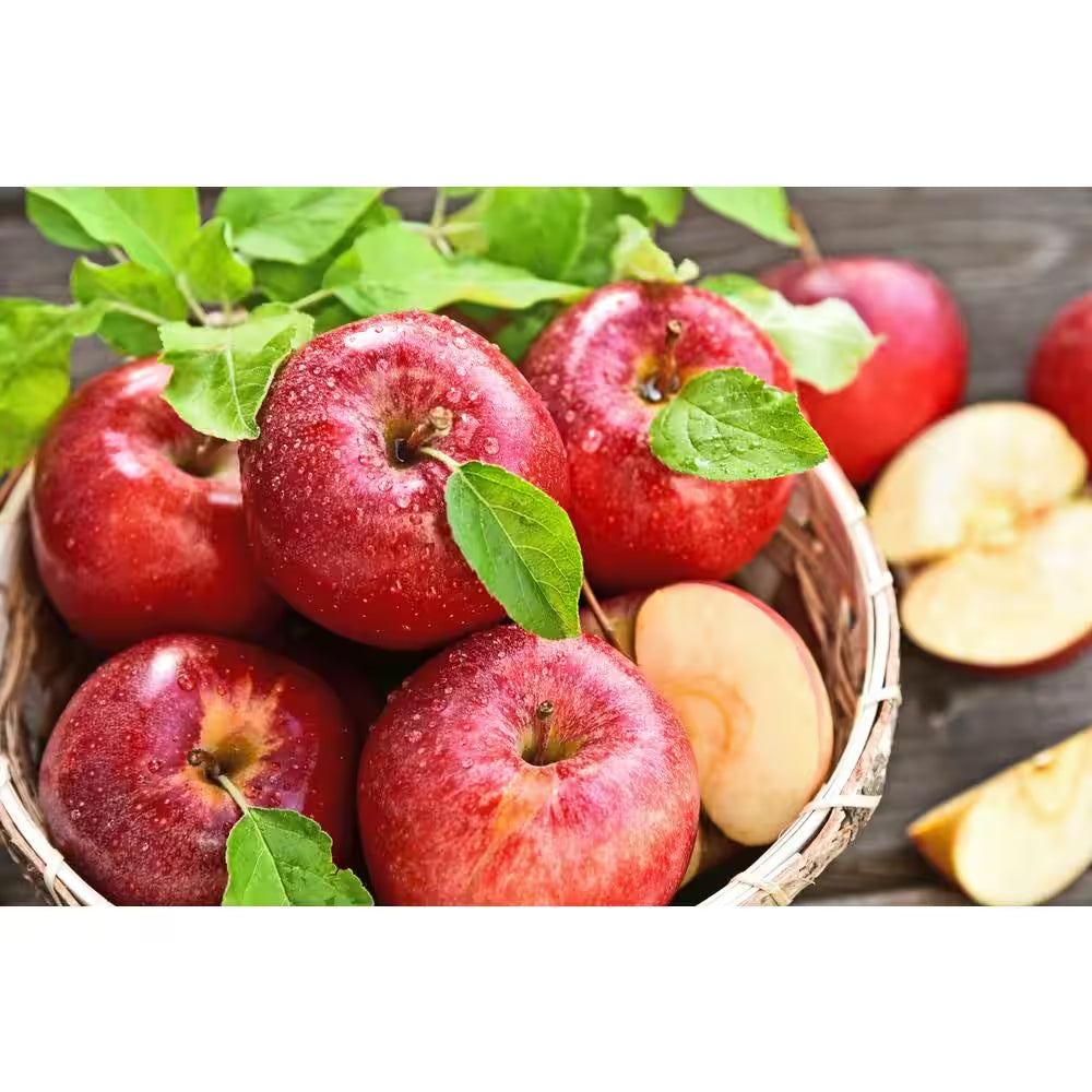 3 Ft. Honeycrisp Apple Tree with Large Delicioulsy Sweet Fruit Perfect for Eating Fresh